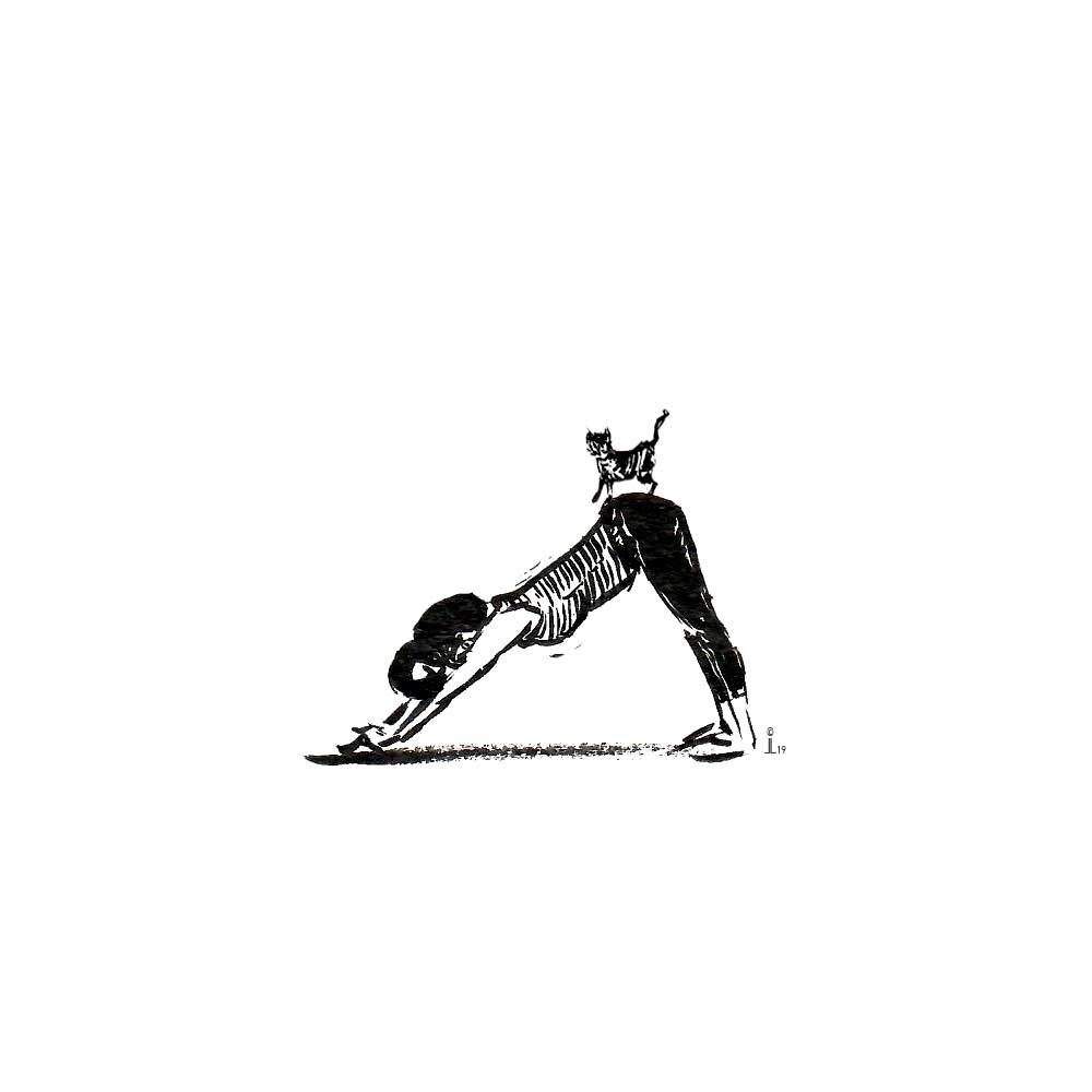 Yoga mit Katze Herabschauender Hund