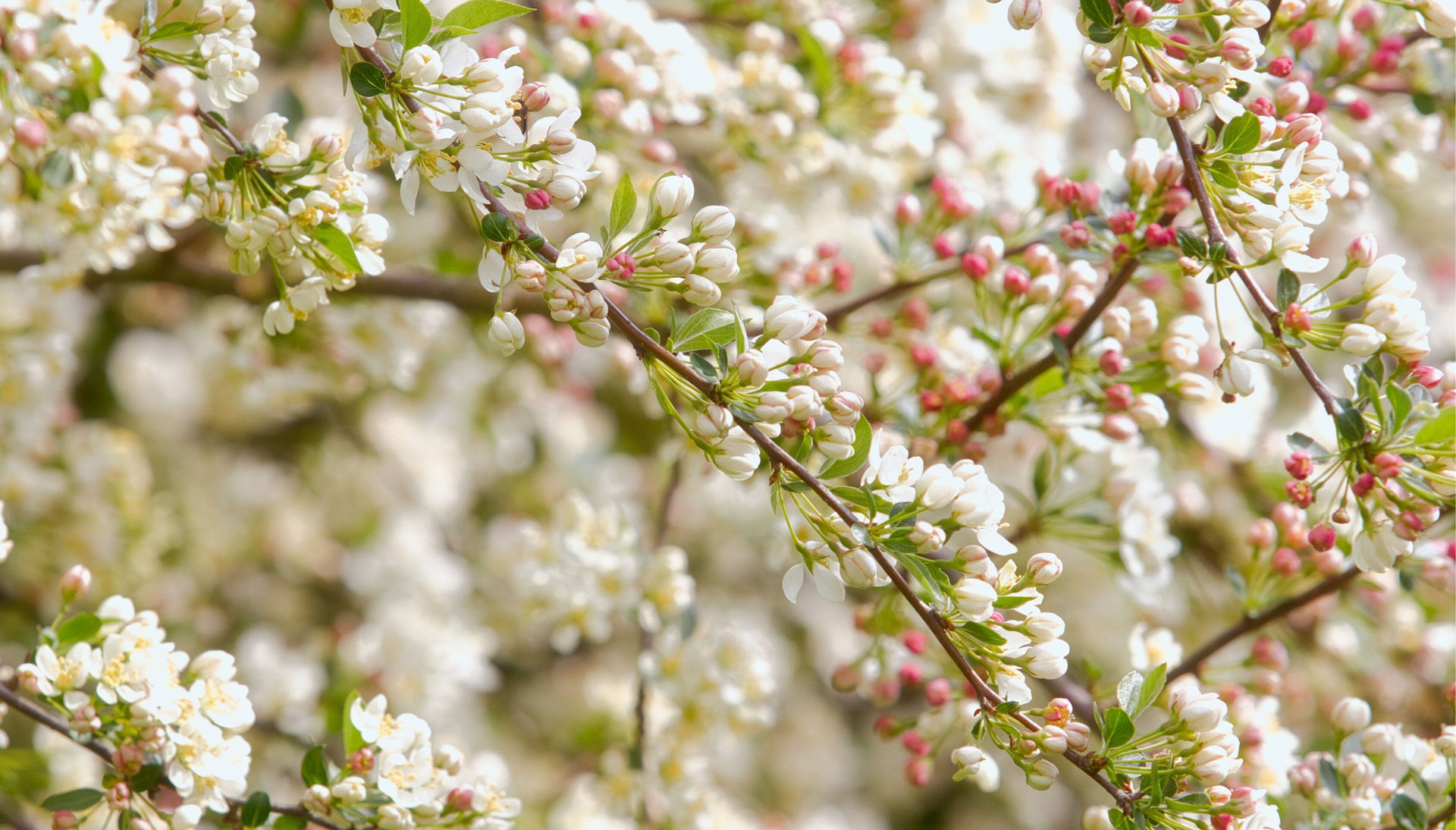 Dem Leben wieder neu begegnen mit der Lebenskräfte-Aufstellung