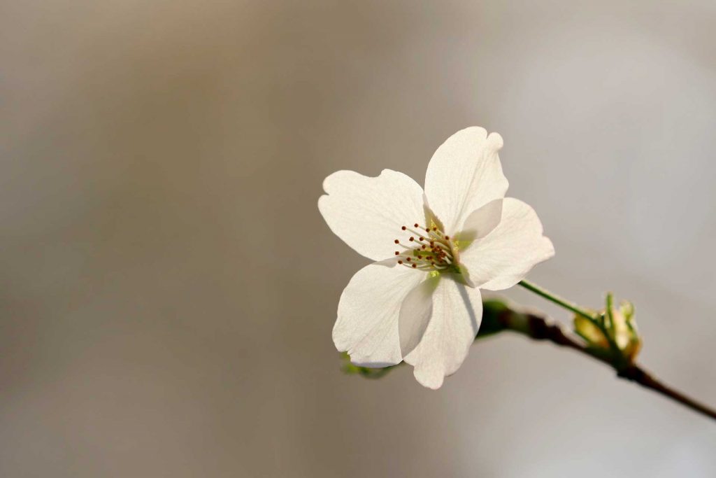 Körperorientieres und traumasensibles Resilienztraining