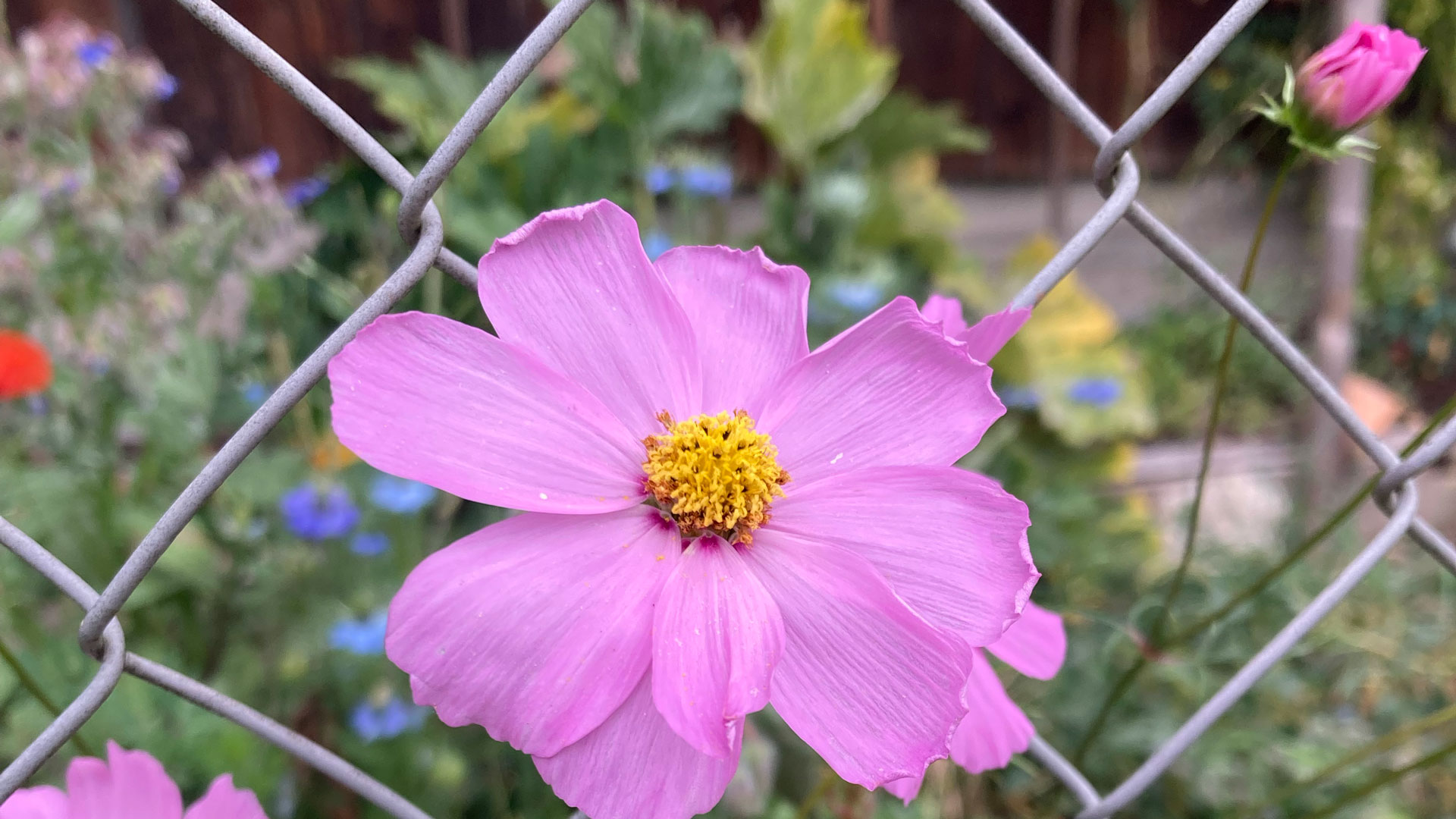 Pinke Blume am Zaun – als Sinnbild für das Onlineseminar: Sicher im eigenen Raum und offen für die Welt